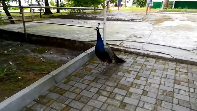 Павлины. Цикада смотреть онлайн