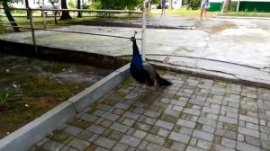 Павлины. Цикада