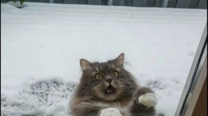 ВИДЕО ПРИКОЛЫ С ЖИВОТНЫМИ ЗАБАВНАЯ РЕАКЦИЯ ЖИВОТНЫХ НА СУМАСШЕДШУЮ ПОГОДУ #1