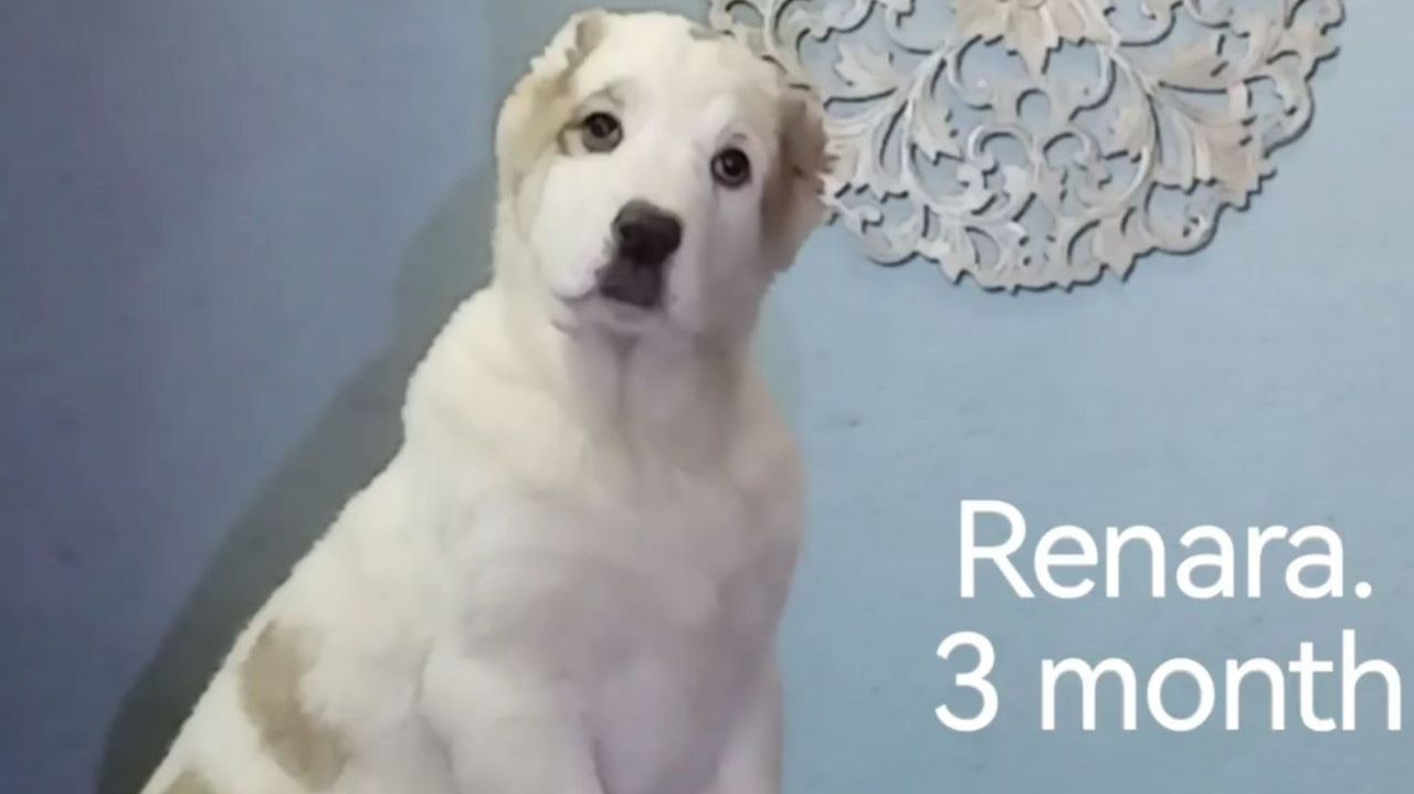 Красотка и фотомодель Ренара. Презентация смотреть онлайн