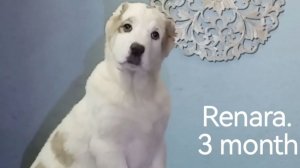 Красотка и фотомодель Ренара. Презентация