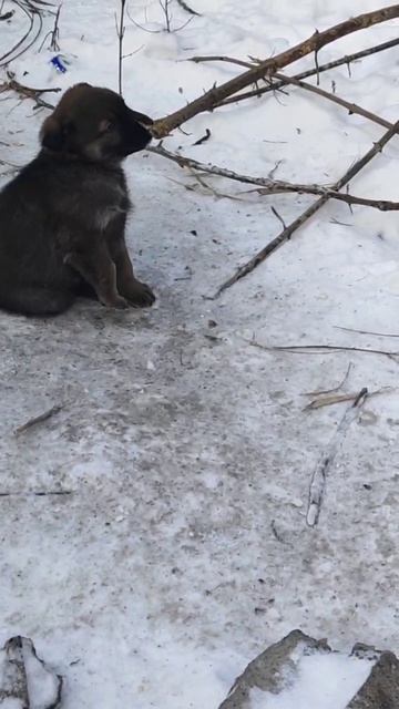 Они были рождены на улице! Их мама бездомная собачка. Живут на развалинах(( Добрые люди кормят. смотреть онлайн