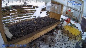 🔴 24 LIVE Главная Кормушка