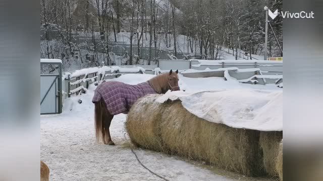 VivaCut_video_1769461218123_HD.mp4 смотреть онлайн