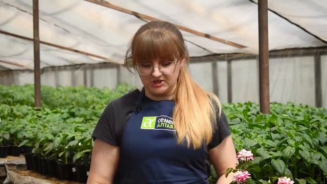 РОЗА ИЛИ ШИПОВНИК_ КАК ОПРЕДЕЛИТЬ И УДАЛИТЬ ШИПОВНИК С РОЗЫ_ смотреть онлайн