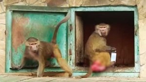 СТЕПАААН, где КРЫШКА? Как у Люси выманить любимую игрушку? ПОМОГЛИ Стёпке!ЛЮСЯ променяла бутылку на?