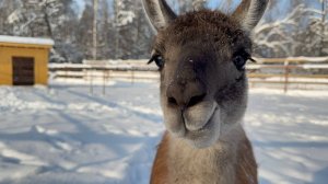 Новая лаборатория в «Лосином острове»: учёные будут следить за краснокнижными видами