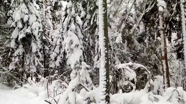 Волшебный зимний лес смотреть онлайн