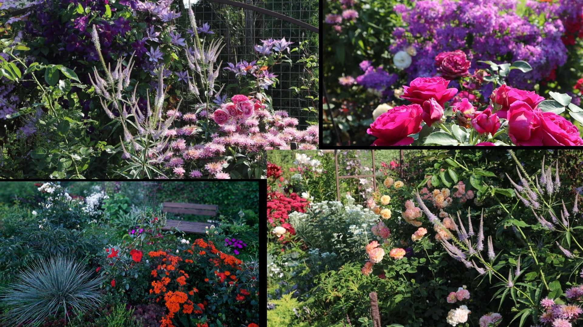 Многолетники июля. Северо-Западный регион. смотреть онлайн