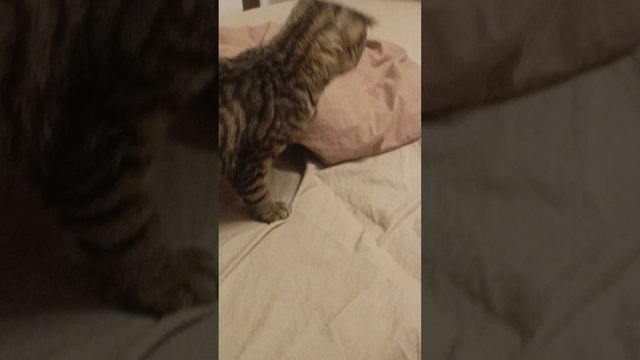 котик 😺прячет под одеялом крышечку от майонеза 🤔 смотреть онлайн