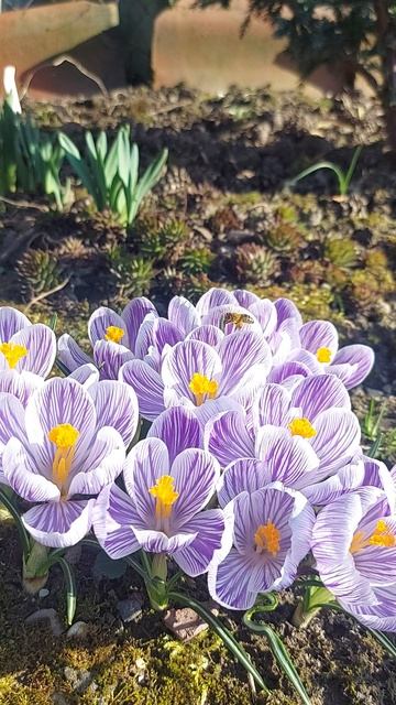 Уже скоро во всех садах ВЕСНА🌸🌞 смотреть онлайн