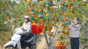 Собираю урожай апельсинов и везу их на продажу на сельский рынок. Нхат. Вьетнам