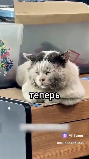 История кота смотреть онлайн