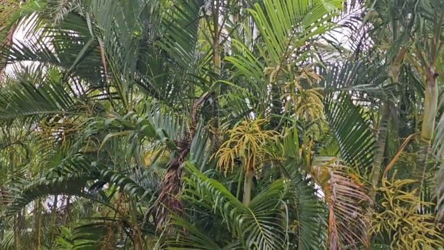 Летучая лисица спряталась от дождя смотреть онлайн