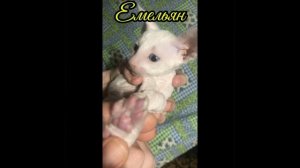 Котята нашего питомника