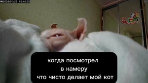 когда посмотрел что делает мой кот пока меня нет дома