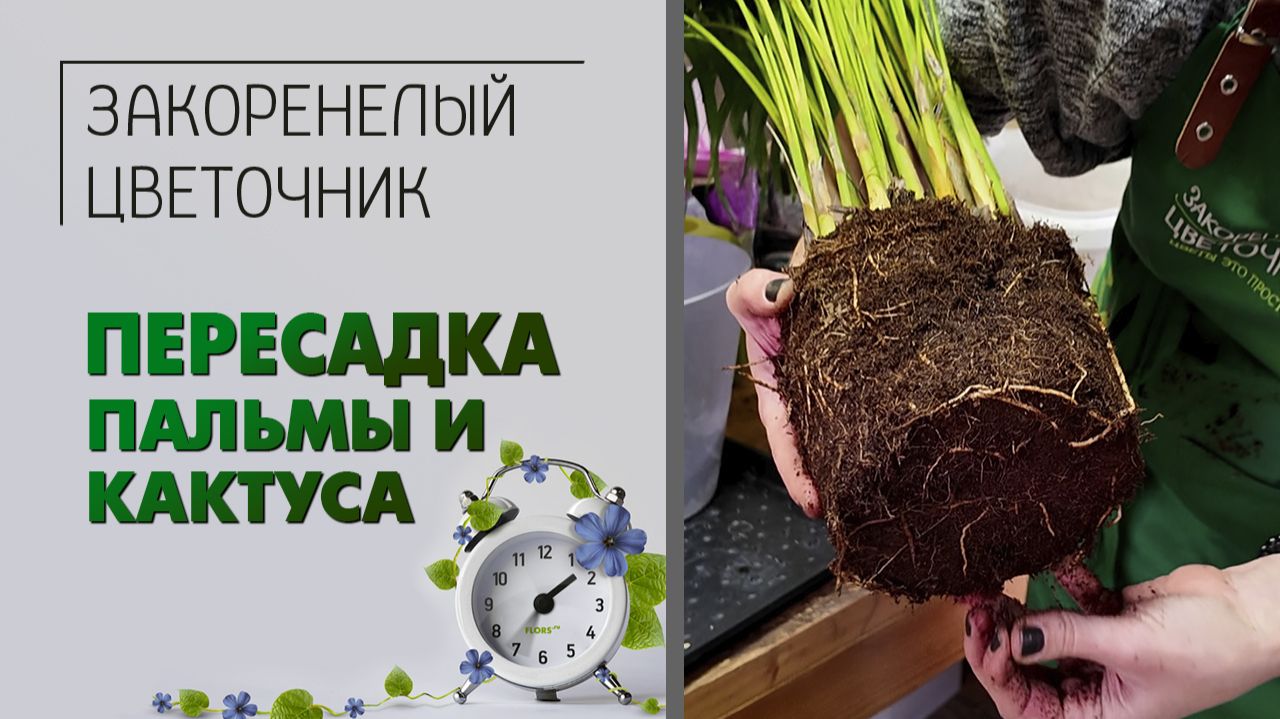 Как быстро пересадить пальму и кактус . Пересадка комнатных растений в цветочном магазине. смотреть онлайн
