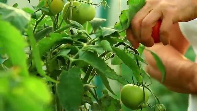 Овощи для детей Стихи про овощи Учим овощи смотреть онлайн