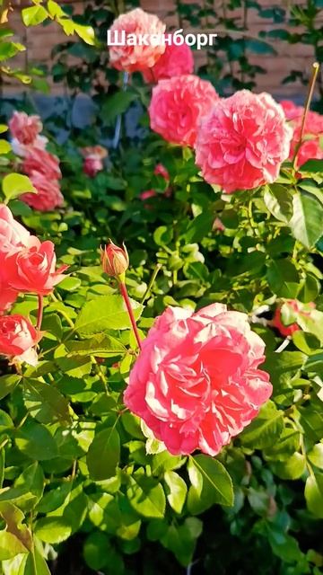 как хороши были розы смотреть онлайн