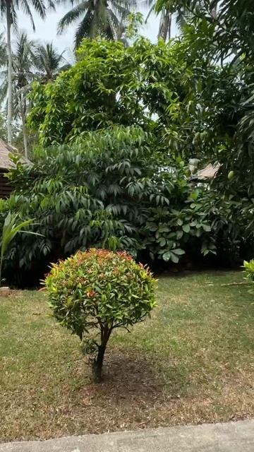 Манго растет достаточно быстро! смотреть онлайн