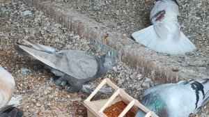 Как голуби кормят голубят