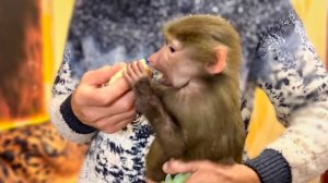 Влад пытается помирить Люсю с Жориком при помощи БАНАНА ПЕРЕМИРИЯ!