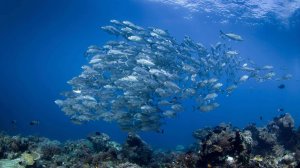 Персидский залив. Стаи мелкой разнообразной рыбы.