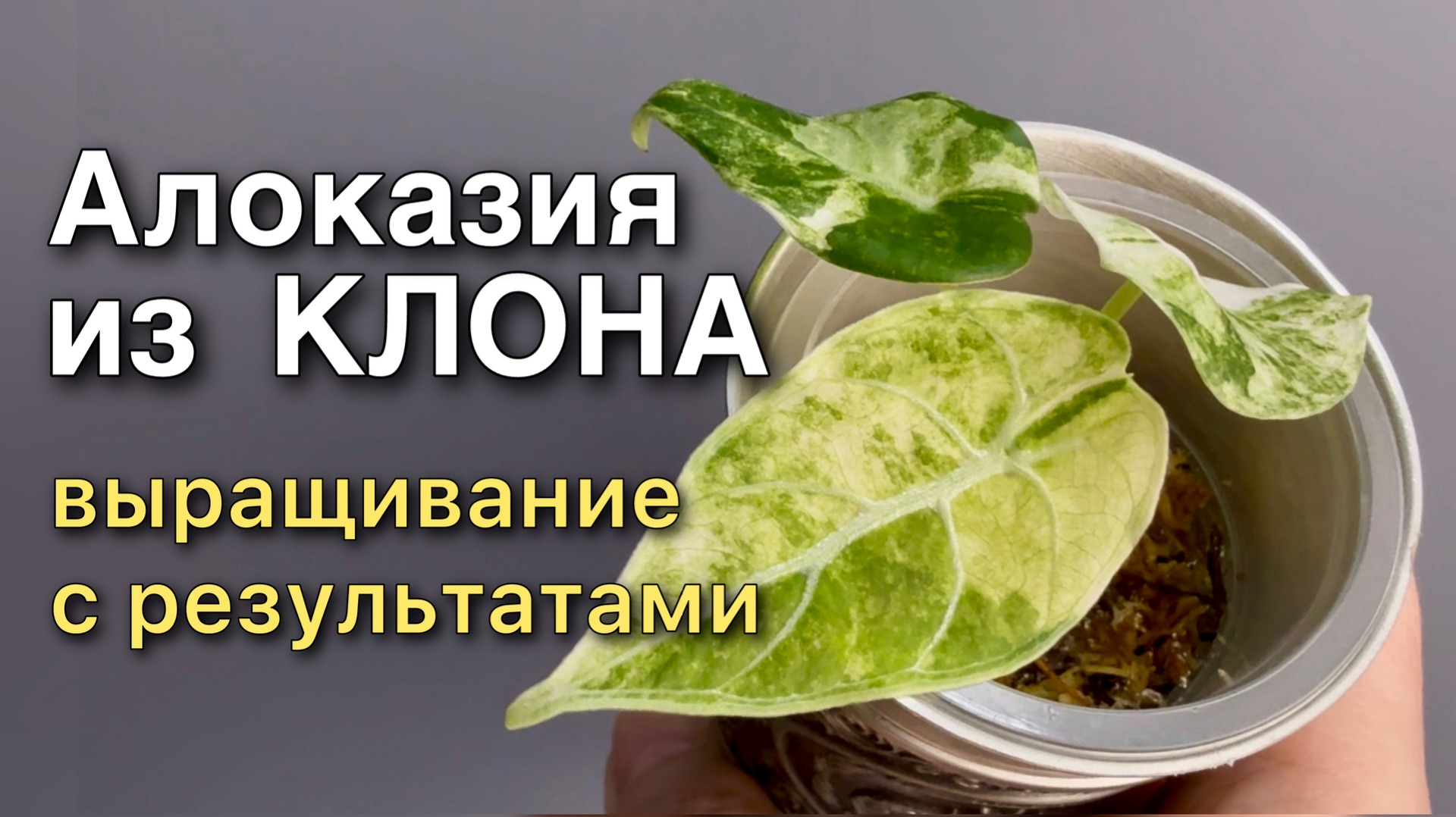 Адаптация КЛОНА с результатом Растение из пробирки Алоказия Ватсониана Watsoniana var смотреть онлайн