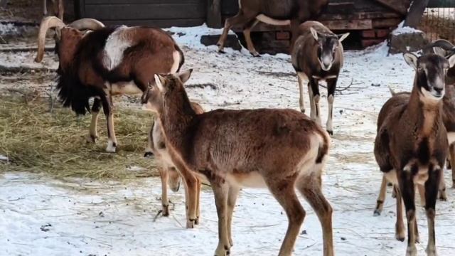 ⚡Рубрика #Красная_Книга📕  Вид – Европейский муфлон.