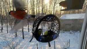 Мистер Снегирь вымещает обиду на синицах, миссис Снегирь в гневе.