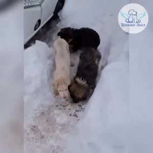 #видео #Милые #животные