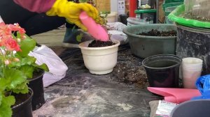 28-01-2026. Пополнение в коллекцию , новые цветы.