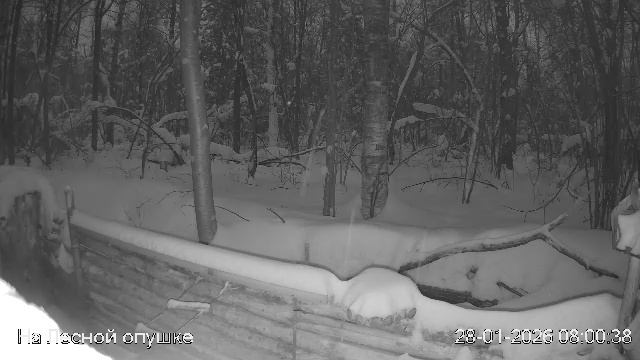 LIVE: На лесной опушке. Природа онлайн смотреть онлайн