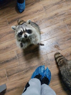 Ем дошик и общаюсь с чатом