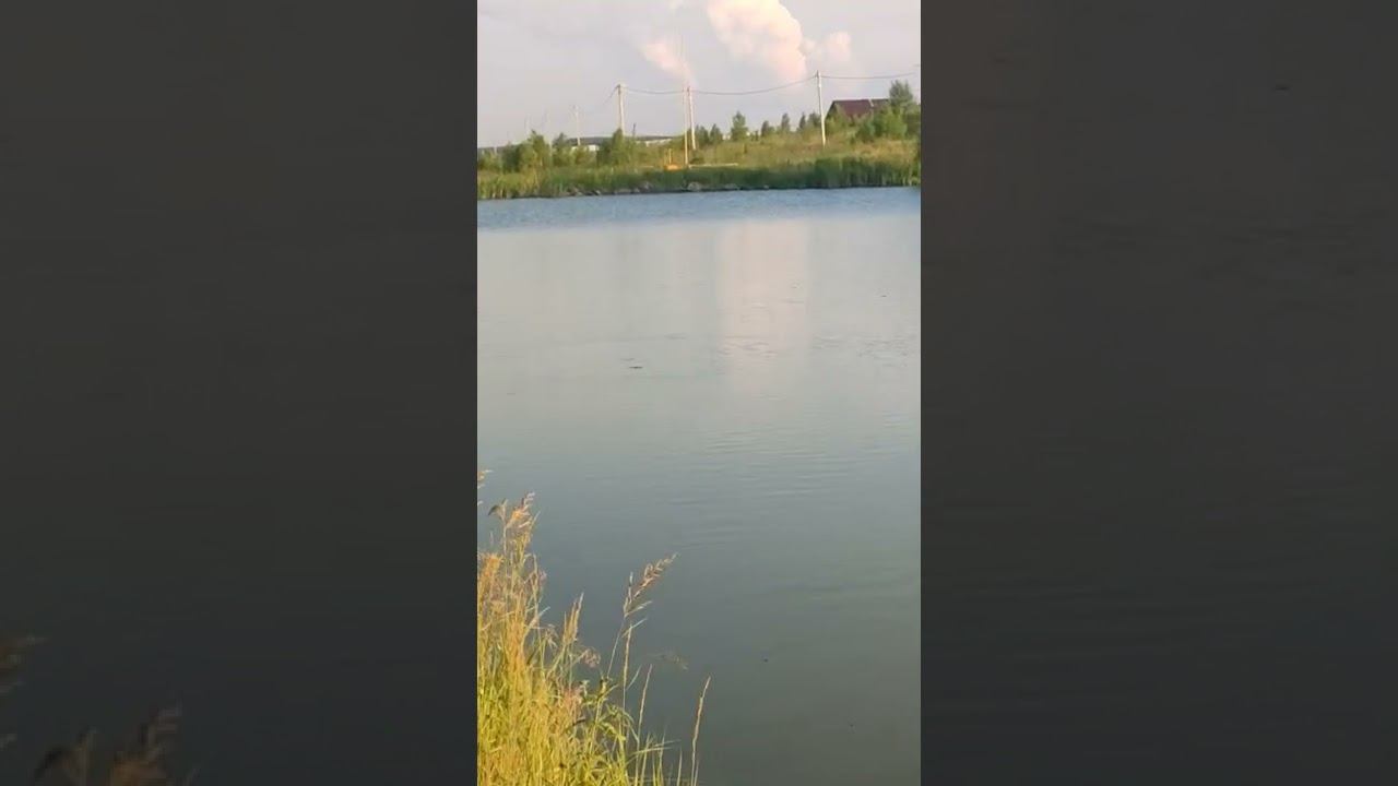 Карп гуляет по пруду