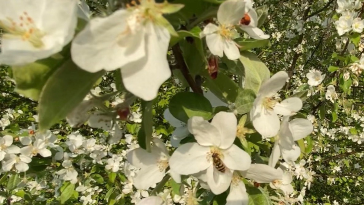 Немного лета среди зимы😊 До чего хорош денёк: Веет лёгкий ветерок, Солнца летнего лучи Так приятно смотреть онлайн