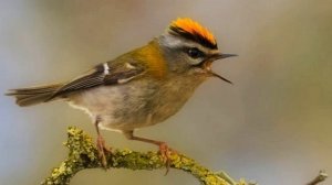 Звук природы. Птицы. Пение птицы Королек красноголовый в лесу