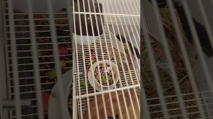 часть 2 животные 🐶