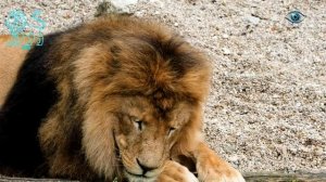 ЛЕВ Гороскоп Февраль 2026 год, мюзикл