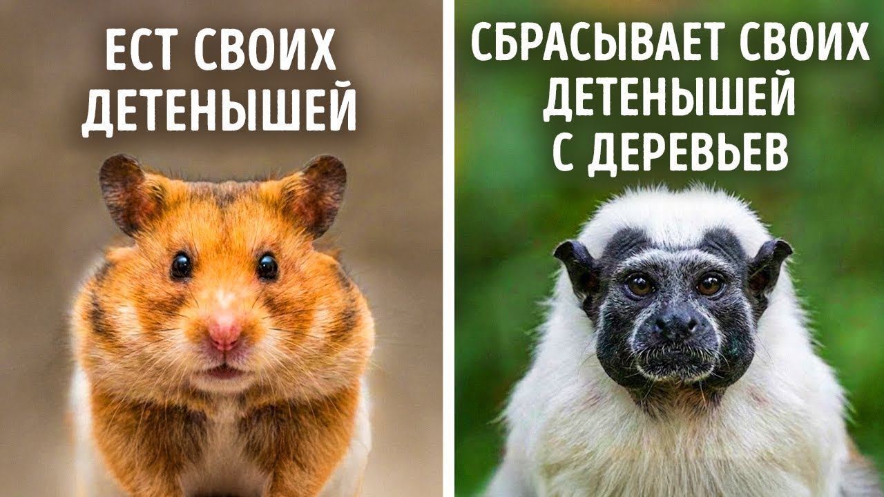 Животные, которые шокирующе плохие родители смотреть онлайн