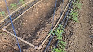 Первые подкормки на томате, 28 января 2026 г.