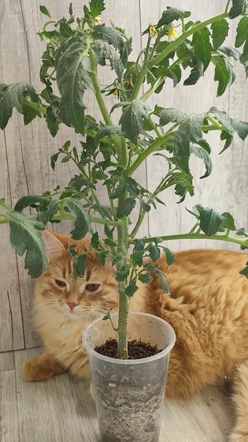 1 ЛОЖКА на ЛИТР и слабая рассада вмиг оживет смотреть онлайн