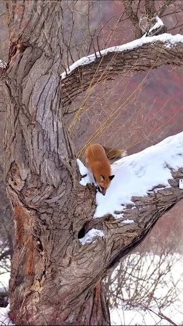 Вы когда-нибудь видели лис на дереве ?