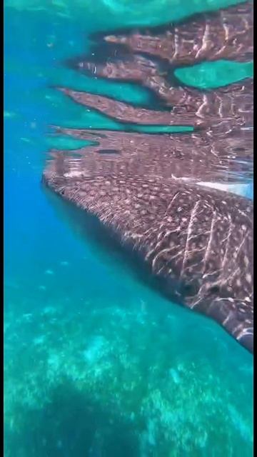Китовые акулы. Ослоб о. Себу филиппины.