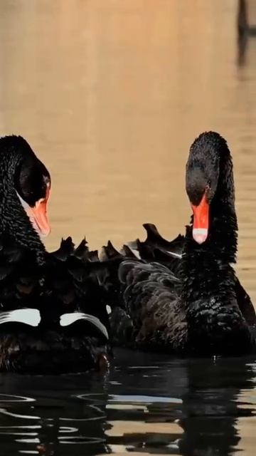 Чёрные Лебеди смотреть онлайн