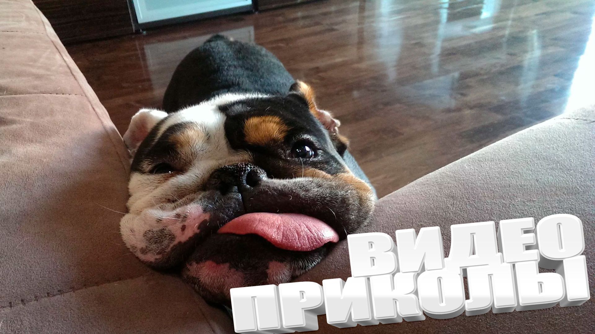 ПОДБОРКА ПРИКОЛОВ Я РЖАЛ ДО СЛЕЗ, ЛУЧШИЕ ПРИКОЛЫ 2026 СМЕШНЫЕ ВИДЕО, ПОДБОРКА ПРИКОЛОВ смотреть онлайн