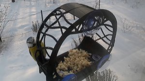 Куст, птицы и чуть-чуть Лазоревка