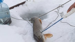 Перемет (продольник) Хороший бонус.Проверка28.01.26г.