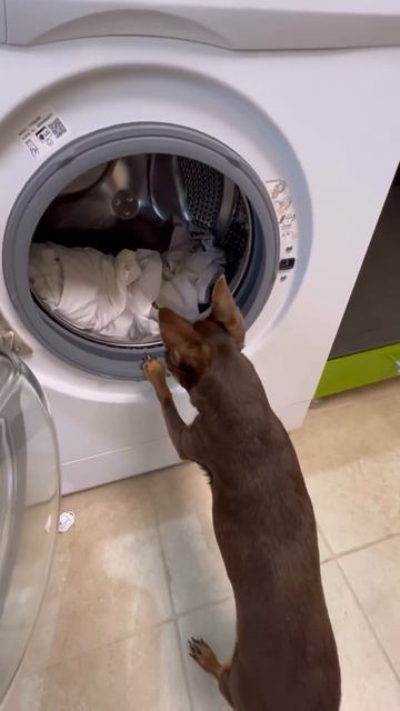 Любит стирать