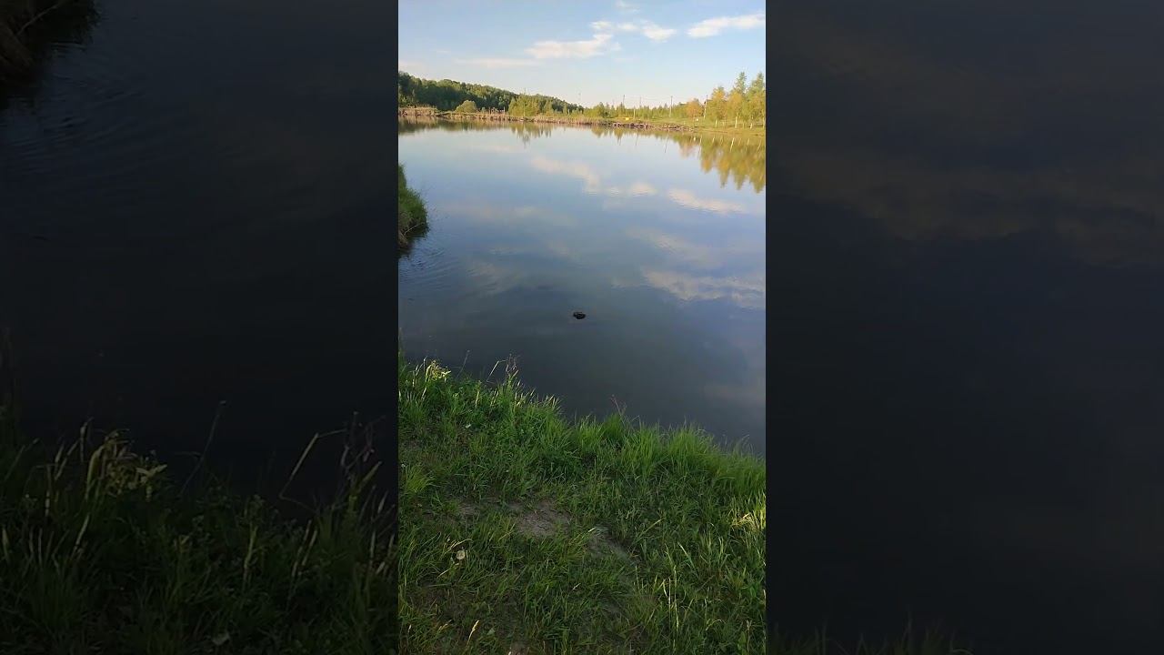 Утро на рыбалке fishing платнаярыбалка carpfishing carp fish пруд рыбалка